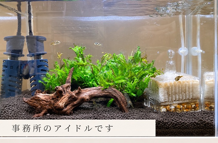 小さくてかわいいフグとエビが貴女をお出迎え